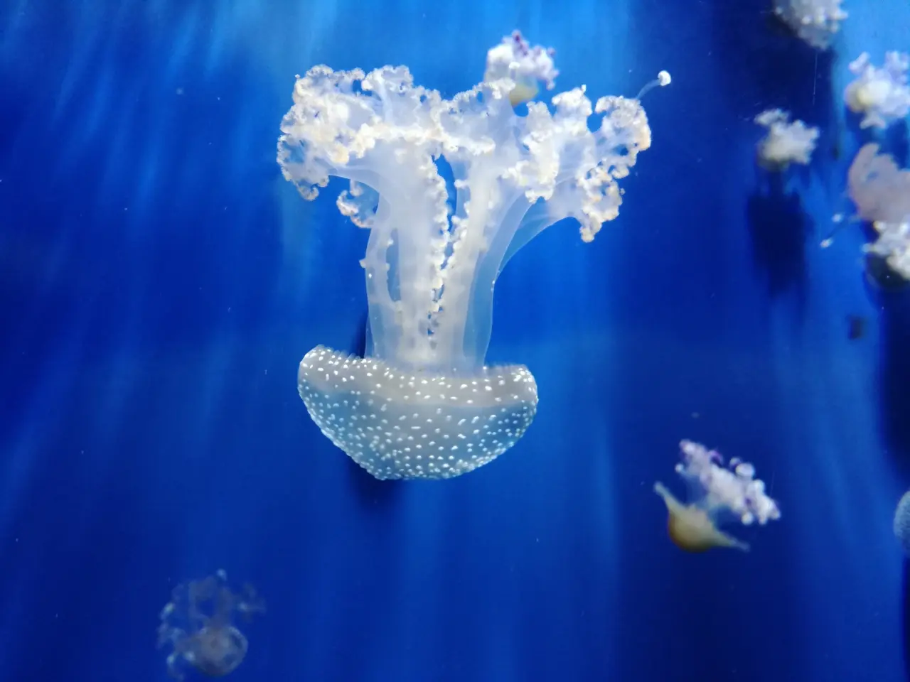 Un bagaglio di natura, arte, cultura e sapori tra Genova e Savona