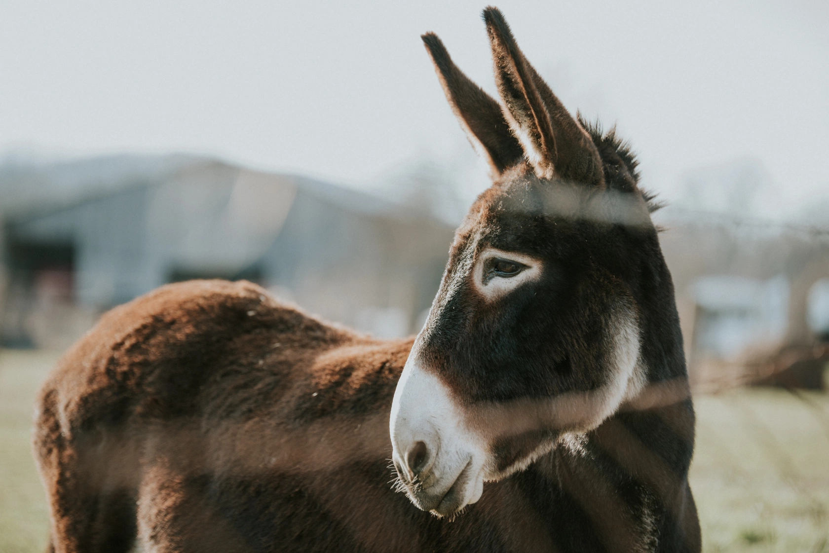 Provenza dalle stalle alle stelle